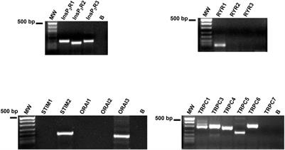 Histamine activates an intracellular Ca2+ signal in normal human lung fibroblast WI-38 cells